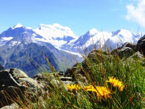 Flowers in Swiss Mountain with snowy mountain backdrop view